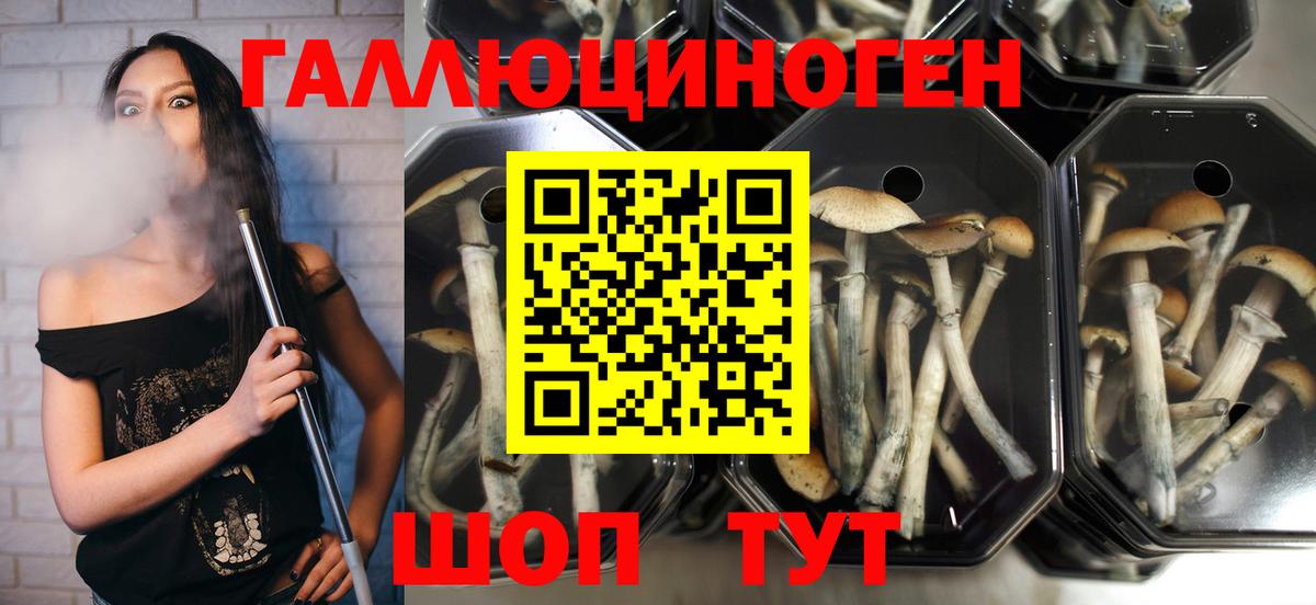 Галлюциногенные грибы GOLDEN TEACHER  Вход с VPN  Заречный 
